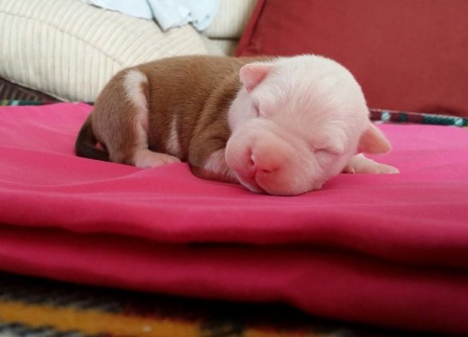 phoebe  con 1 semana de vida